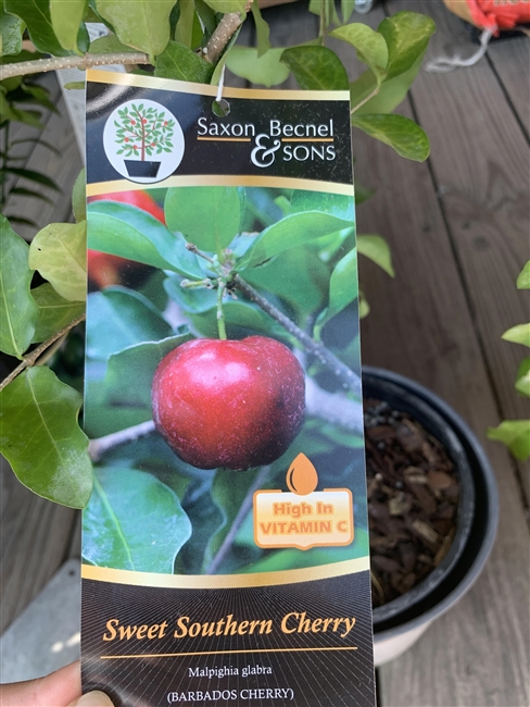 Southern Cherry Tree 1 gallon