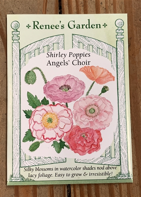 Renee's Garden Poppy Shirley Angels Choir